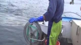 Mackerel Fish Stripping Systems by AFWFABRICATIONS