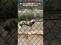 【よこはま動物園ズーラシア】リカオン🐕飼育員のとっておきタイム！#shorts