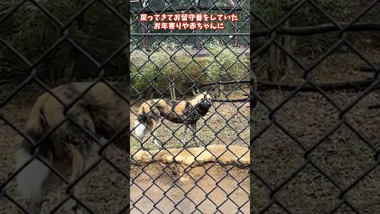 【よこはま動物園ズーラシア】リカオン🐕飼育員のとっておきタイム！#shorts