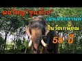 พ่อใหญ่ขุนช้าง มาสวัสดีปีใหม่ไทย(สงกรานต์)ให้แม่ๆFCมีสุขภาพแข็งแรงร่ำรวยเงินทอง