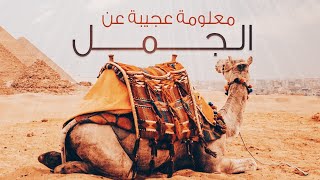 معلومة عجيبة عن الجمل | سفينة الصحراء