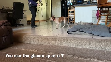 Evaluating deaf dog on ecollar, vibration and conditioning to stim