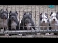 AMERICAN BULLY POCKET 2017