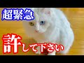 【超緊急動画】視聴者の皆様、許してください