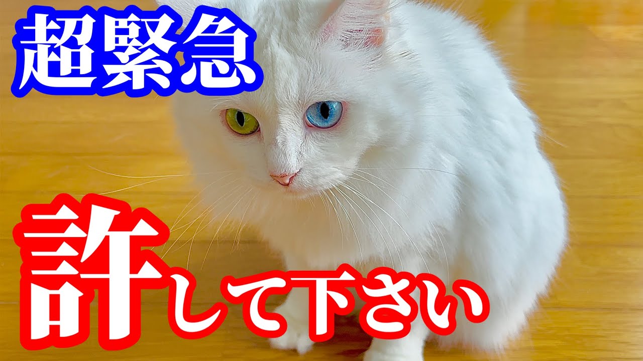 【超緊急動画】視聴者の皆様、許してください
