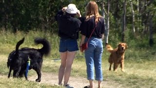 Go Fetch: New app touted as the Uber for dog walkers screenshot 4