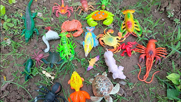 Binbotv ra vườn nhặt được các con vật dễ thương con cua, con cá, con tôm, con rùa nhiều màu sắc p 43