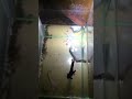 Cá betta chọi nhau kkkkkkk