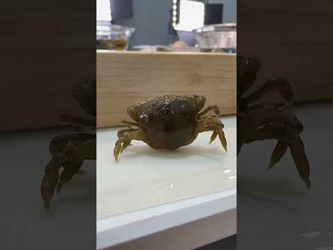 【七輪】貝から出てきた謎のカニ焼いて食べてみた　#seafood #魚捌き #食テロ　#炭火焼き