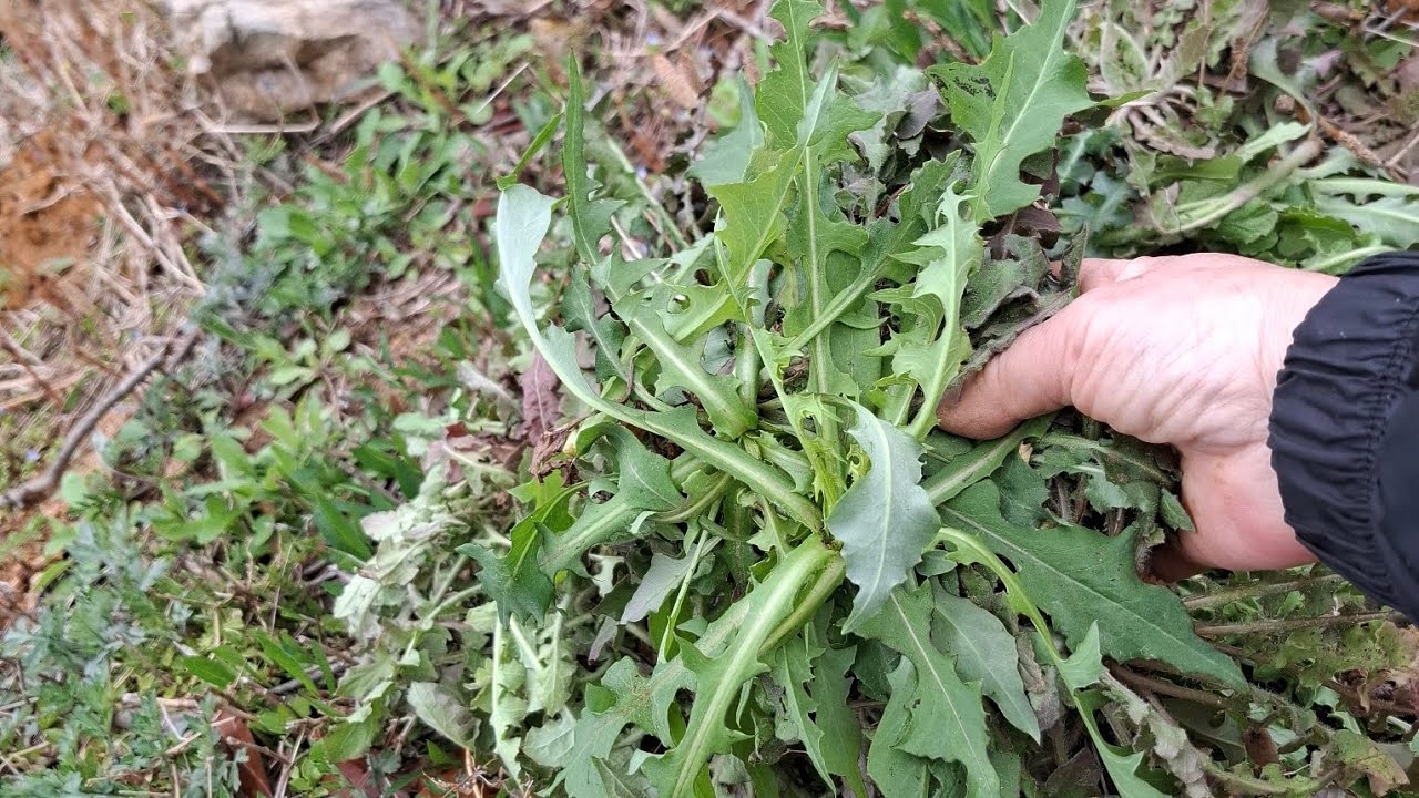 지금이 제철 온갖 들나물로 가득 하답니다. #왕고빼기 #뽀리뱅이  #고들빼기  #방가지똥