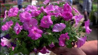 All About Petunias!