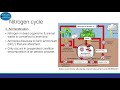 Phosphorus and Nitrogen Cycles Quiz