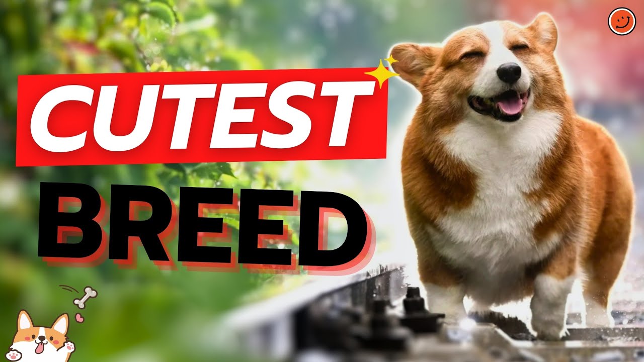 Cutest Dog Breed In The World In 2023 YouTube cutest-dog-breed-in-the-world-in-2023-youtube