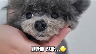 A toy silver poodle that was so upset because he didn't want to be brushed.