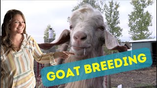 Goat Breeding: Nubian and Nigerian Dwarf Goats! by Sweet Briar Farm 2,285 views 6 months ago 8 minutes, 33 seconds