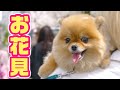 世界一かわいいポメラニアンとお花見してみた