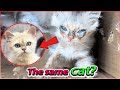 Pet store scandal: how dying kitten survived in trash can🙏 #animalrescue #animals #pets #cat