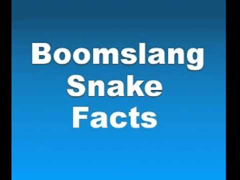 Boomslang Snake Facts - Facts About Boomslang Snakes