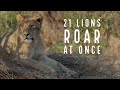 Entire Super Pride of 21 Lions Roar Together. Turn up the volume!