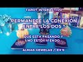 ✨Permanece la Conexión entre los Dos ? 🕵🏻‍♀️💕 Almas Gemelas// Ex's 🔥Tarot Interactivo✨