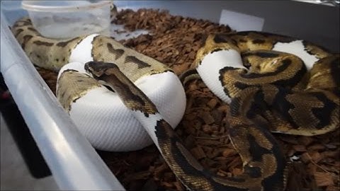 breeding secrets.  Getting stubborn males to lock