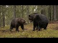 Fighting brown bears finland