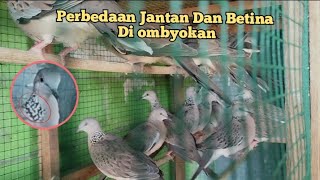 cara membedakan derkuku jantan dan betina di pasar ombyokan