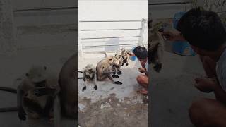 Monkey family video।। animal video #trandingshorts #shortvideo #funny #discovery #ytshorts 🙏🙏🙏