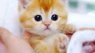 cats videos to watch ⌚ cats sounds 🥰 Funny cats videos 📸🤣 Beautiful kitten cats 😺😺😺