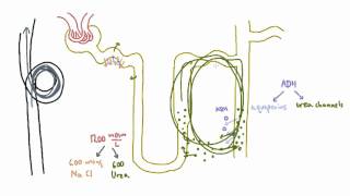 Role Of Urea In The Kidney - Part 2