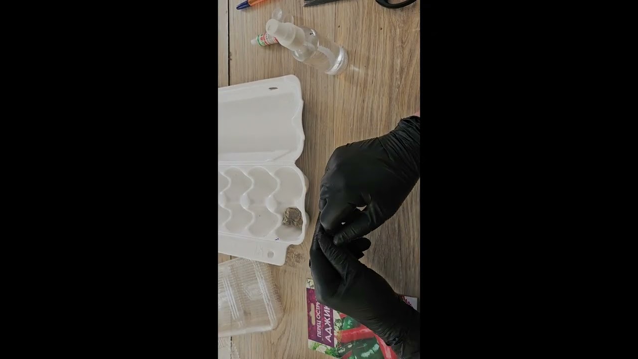 Подготовка семян острого перца. Сезон 26