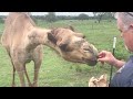 Sweet camel with very good manners 