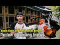 GREBEK KANDANG FULAN DI BREBES, WALAUPUN HUJAN TETAP REVIEW AYAM KATE CEPER??