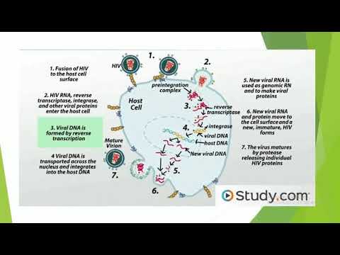 4 S2 L9 Hiv, Dr Hashmi