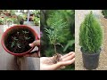 Grow Morpankhi from seed | मोरपंखी का पौधा कैसे लगाएं | Oriental Thuja