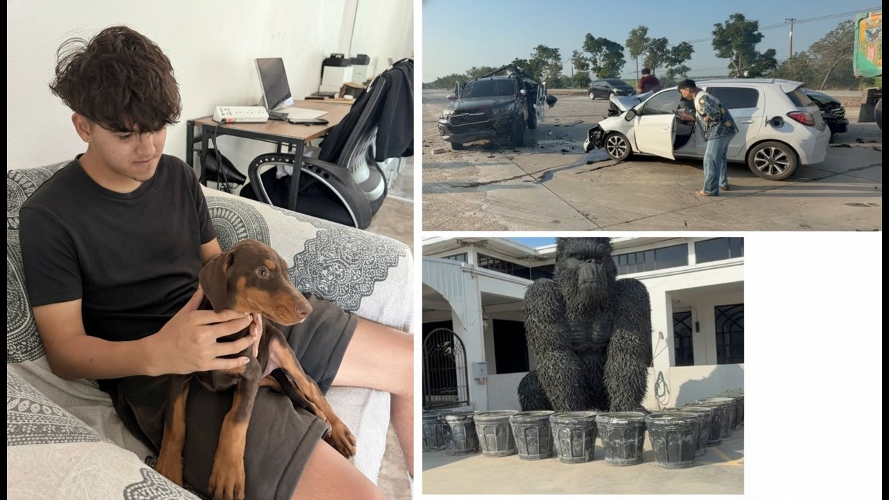 Accidente, perrita con zorro, encajonado y una maravilla en la carretera