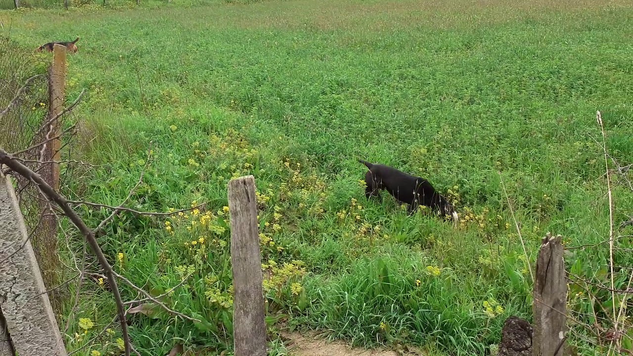 Gjuetia e leprit Zagari capi dhe puku