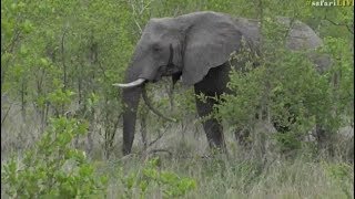 Safari Live : Fang our favorite Elephant has returned to Djuma Dec 01, 2017