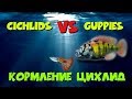 Кормление цихлид гуппиями. African cichlids eating guppies