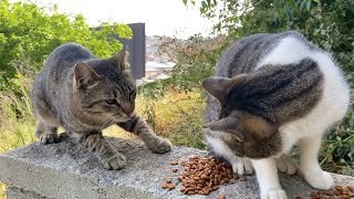 Poor Hungry Cats living on the street. I gave them food. 🥰