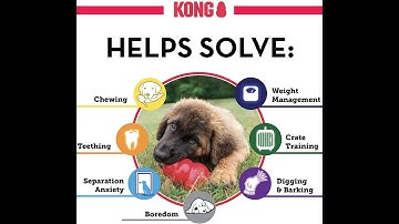Best Chew Toys For Strong Chewers: KONG Extreme Dog Toy