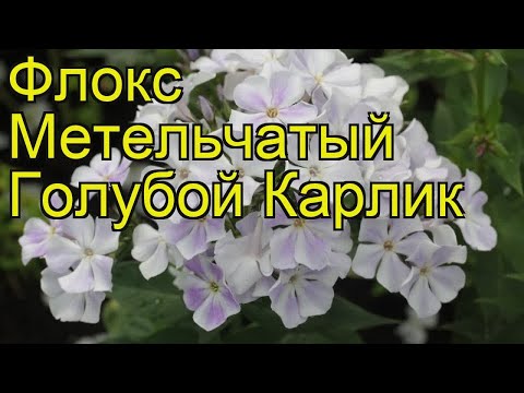 Video: Phlox карлик