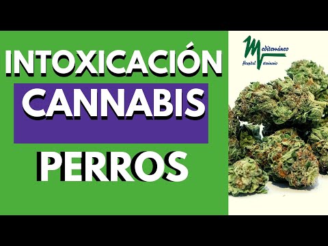 Video: La intoxicación por marihuana en las mascotas está en aumento