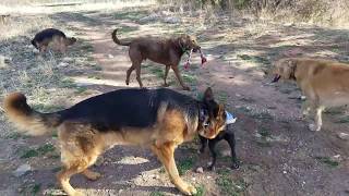 Using A Muzzle As Confidence For Owners