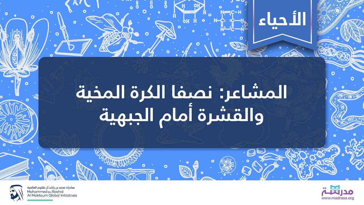المشاعر: نصفا الكرة المخية والقشرة أمام الجبهية | الأحياء| الأنظمة الوظيفية في الدماغ