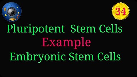 Pluripotent Stem Cells Explained | Embryonic Stem Cells & Amazing Potential @EnteMicrobialWorld