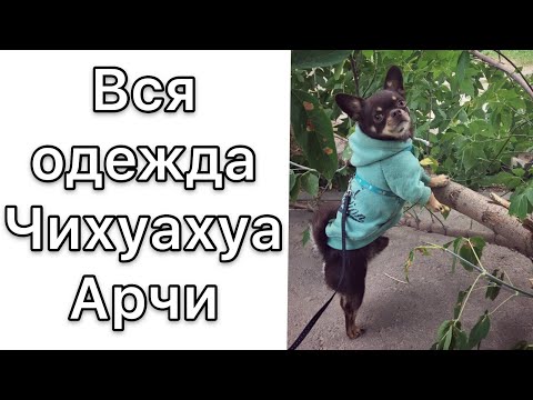 Вся одежда Чихуахуа Арчи. Примерка и рекомендации