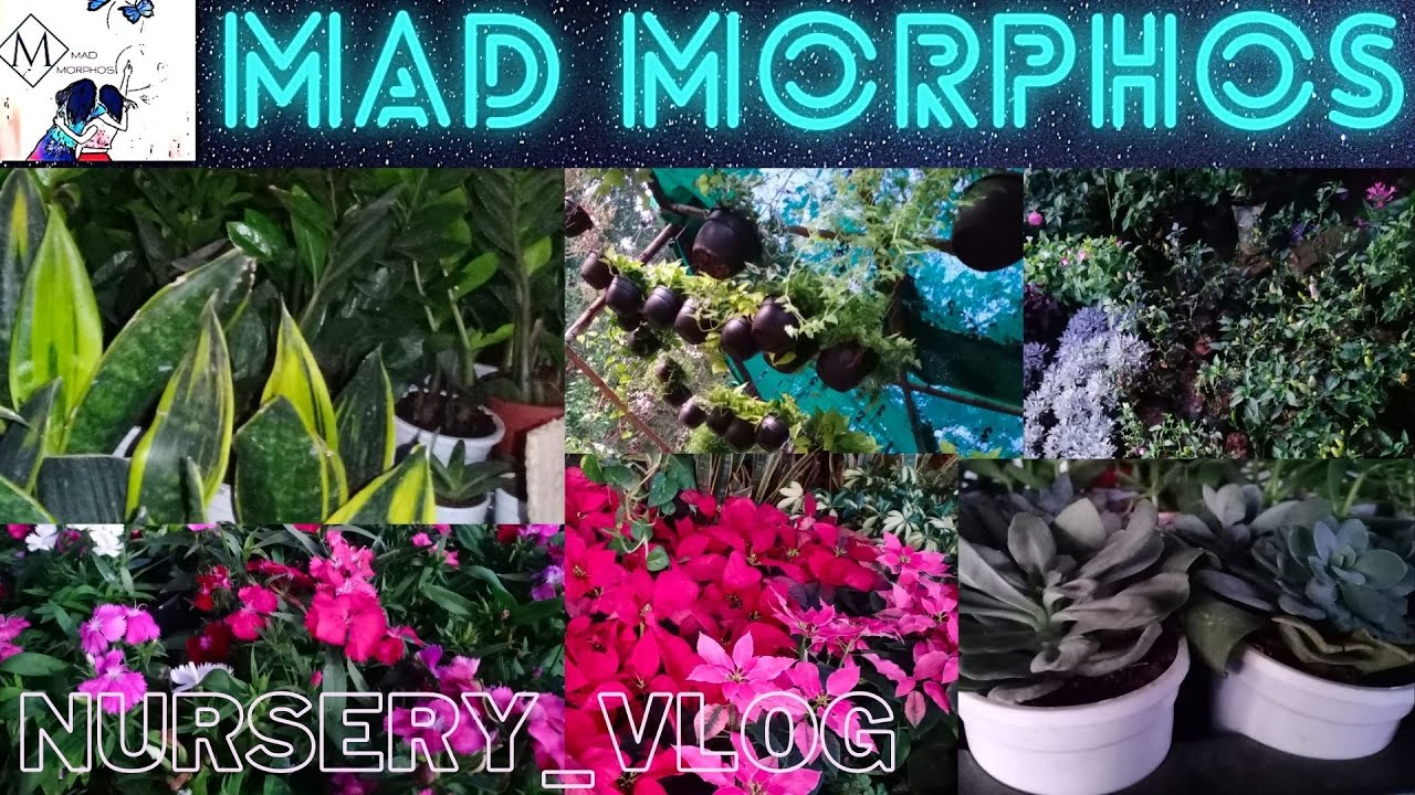 Nursery Vlog Vijayawada Nursery Plants A Healthy Evening YouTube