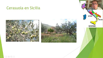 Qual'è l'olio migliore della Sicilia?