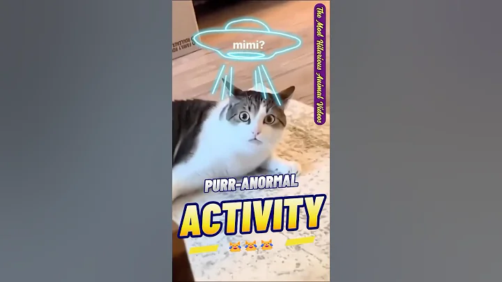 Video 5989021: animals pets funny fails, hilarious cat fails, kitten playing adorable